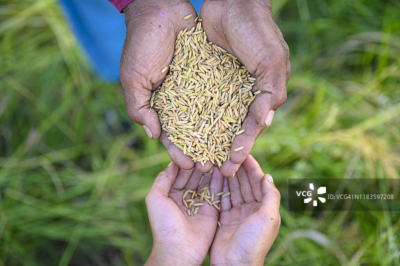 年长的男人给孙辈稻种，希望他们未来能继承他的事业图片素材
