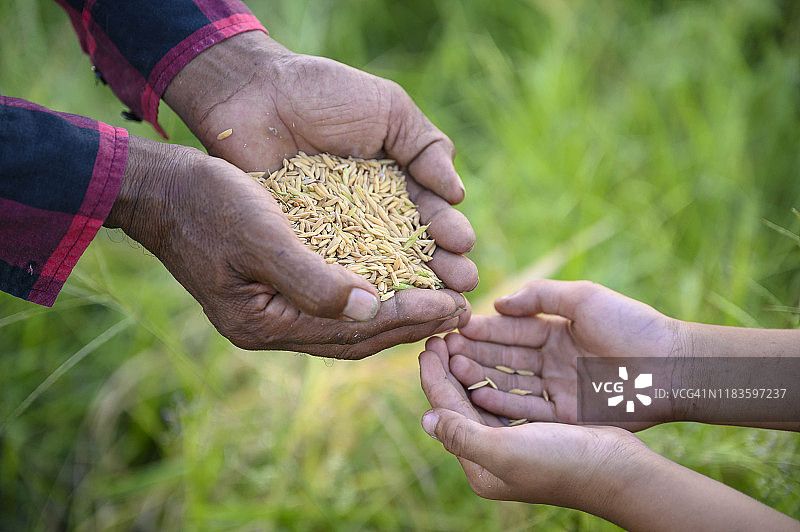 年长的男人给孙辈稻种，希望他们未来能继承他的事业图片素材