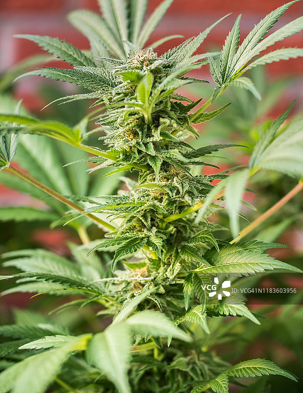 大麻植物花HDR图片素材