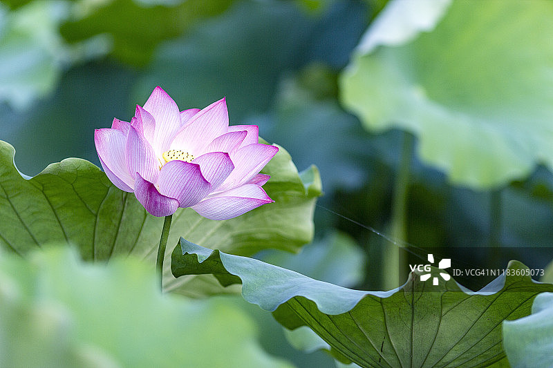 中国杭州西湖上的荷花图片素材
