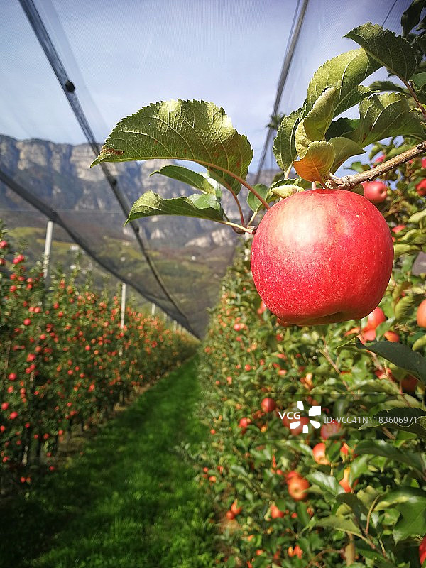 意大利南蒂罗尔特拉明-泰尔梅诺的苹果园图片素材
