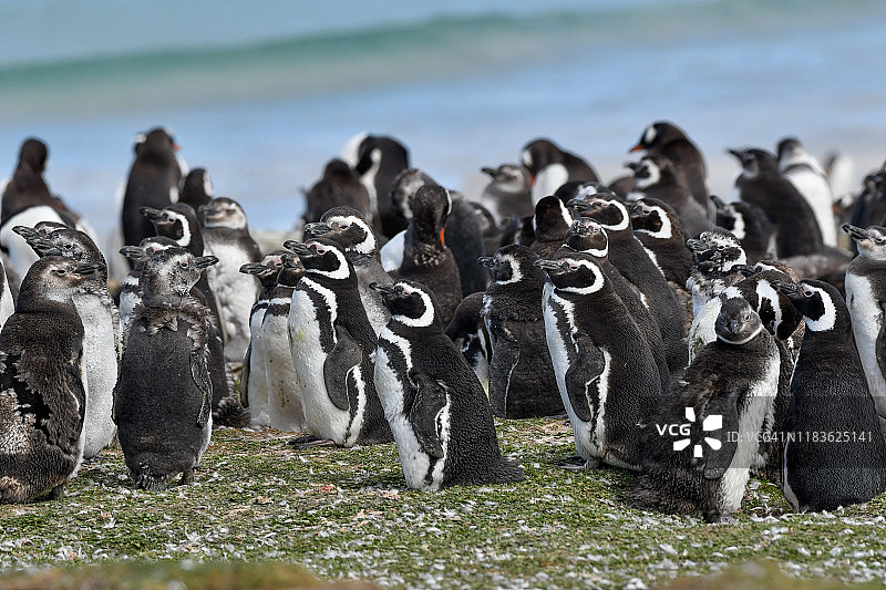 巴布亚企鹅和麦哲伦企鹅幼崽在海滩上图片素材