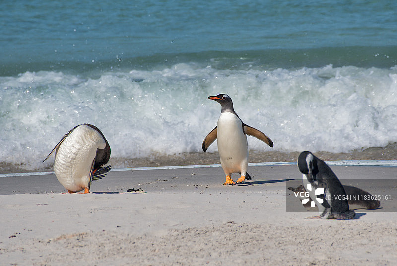 巴布亚企鹅图片素材