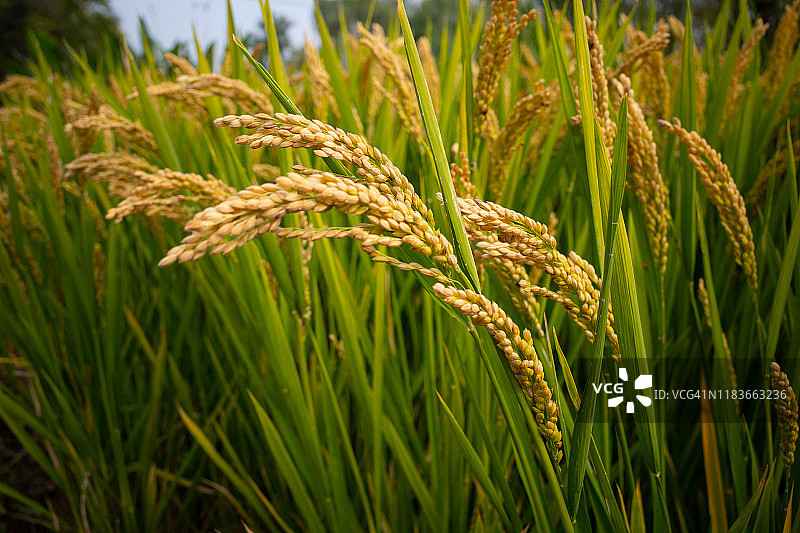 秋天的金色稻田图片素材