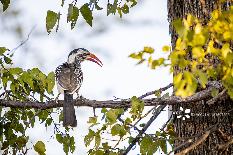 树上的红嘴犀鸟向右看图片素材
