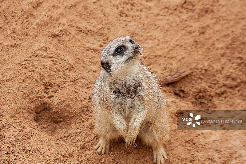 可爱的猫鼬们图片素材