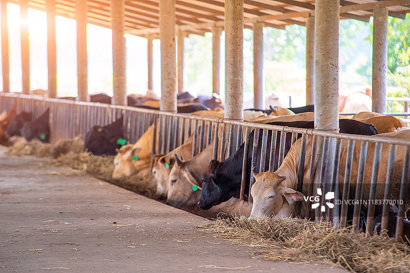 肉牛场牛棚里吃干草的牛群图片素材
