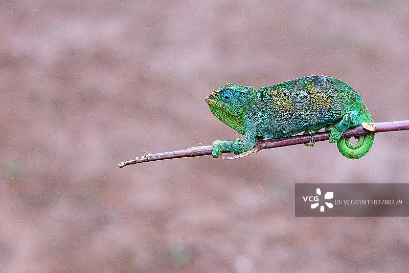 乌干达布温迪难以穿越国家公园中的杰克逊变色龙图片素材