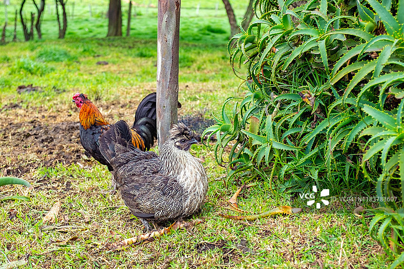 安静的母鸡和后面的公鸡图片素材