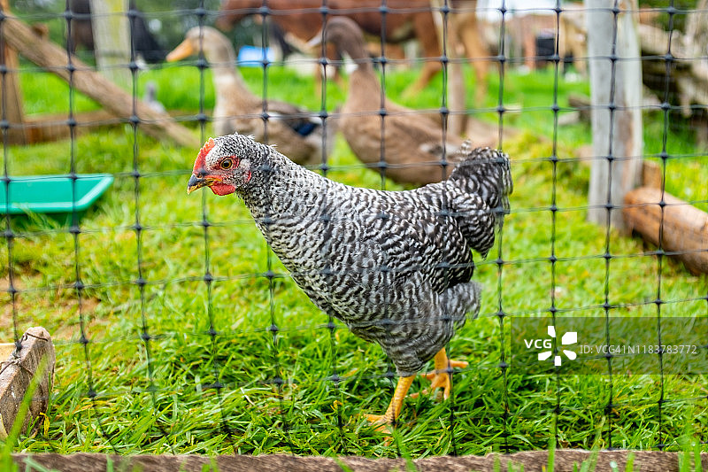 带有农场动物、鸭子和鸡的小型畜栏图片素材