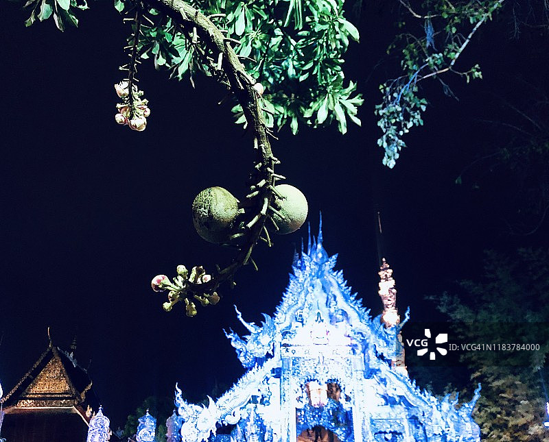 夜晚泰国寺庙里的炮弹果树图片素材