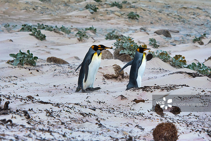 三只帝企鹅，志愿点图片素材