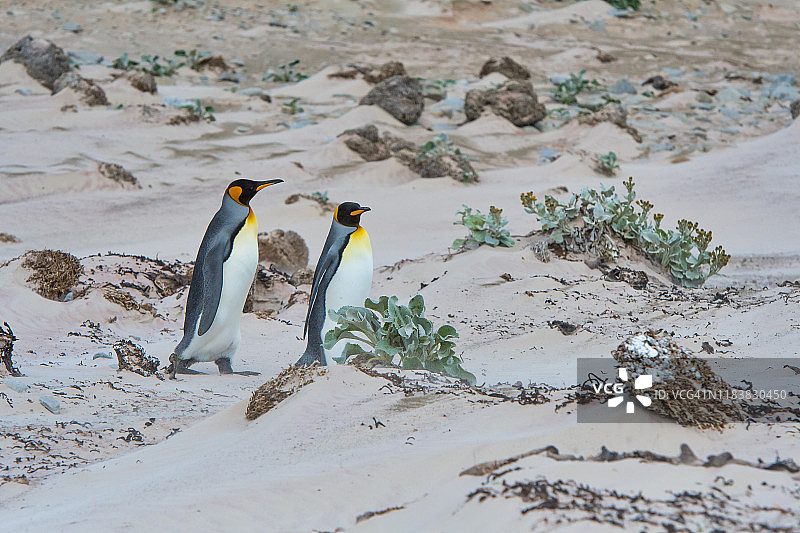 一对帝企鹅，志愿点图片素材