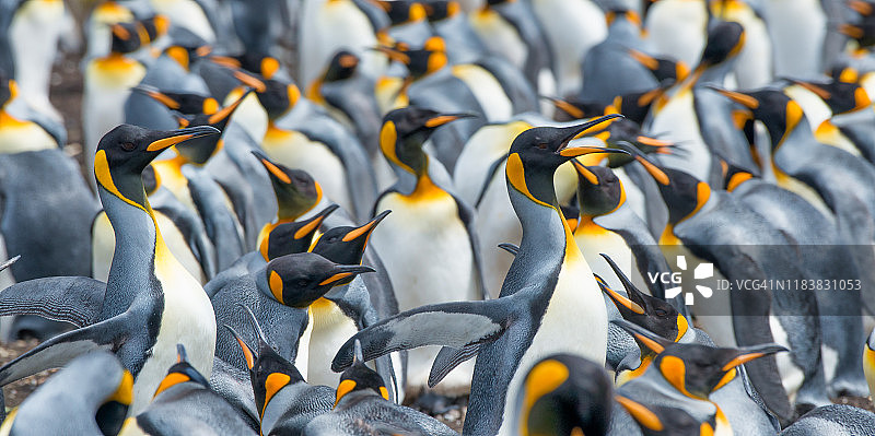 志愿者点的王企鹅图片素材