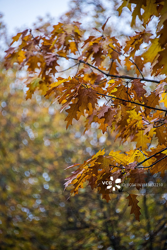 伦敦海德公园的秋叶图片素材