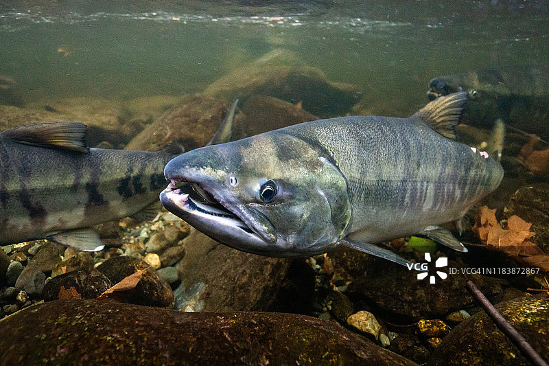 戈德斯特里姆河中的雌性秋鲑鱼图片素材