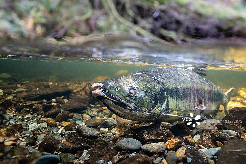 在哥德溪的雄性秋鲑图片素材
