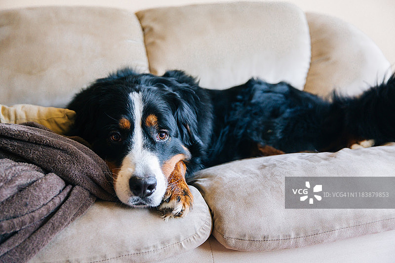 焦虑、悲伤、沮丧的伯恩山犬图片素材