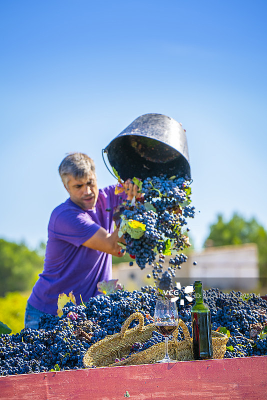 采摘者将葡萄倒入拖拉机图片素材