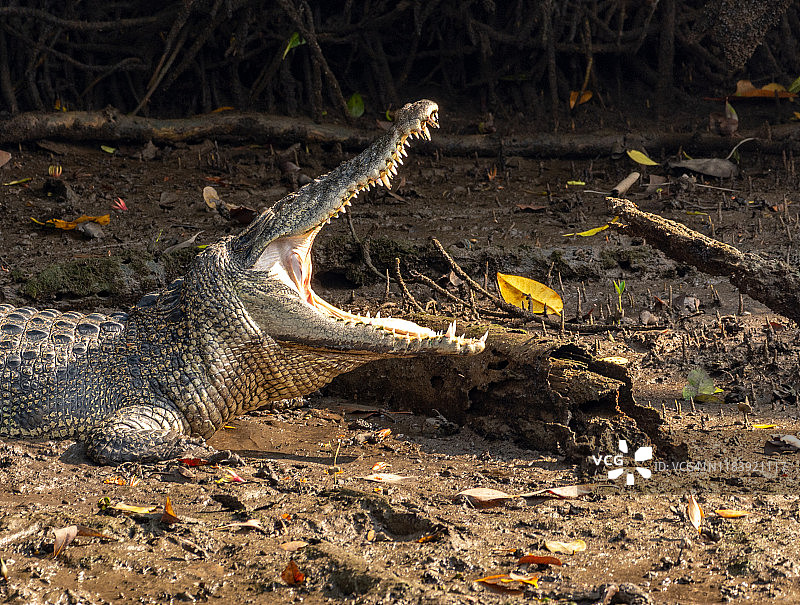 咸水鳄鱼图片素材