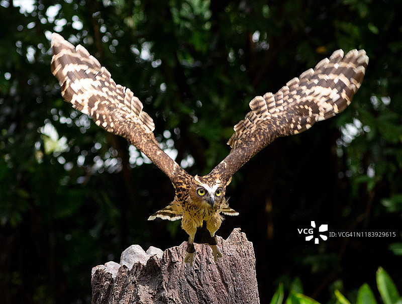 马来渔鸮图片素材