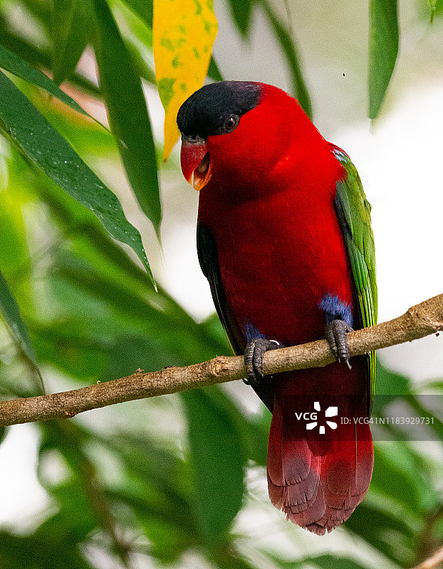 红领绿鹦鹉图片素材