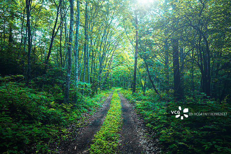 森林徒步小径图片素材