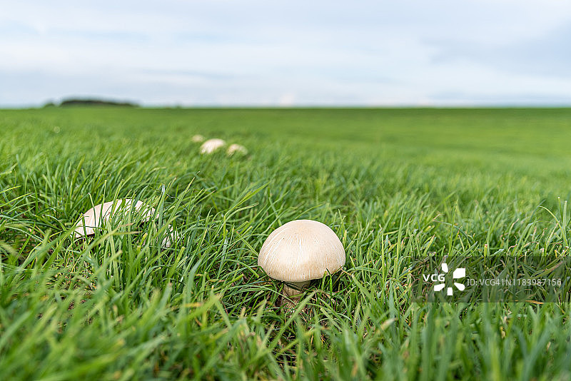 草地上的白色蘑菇图片素材