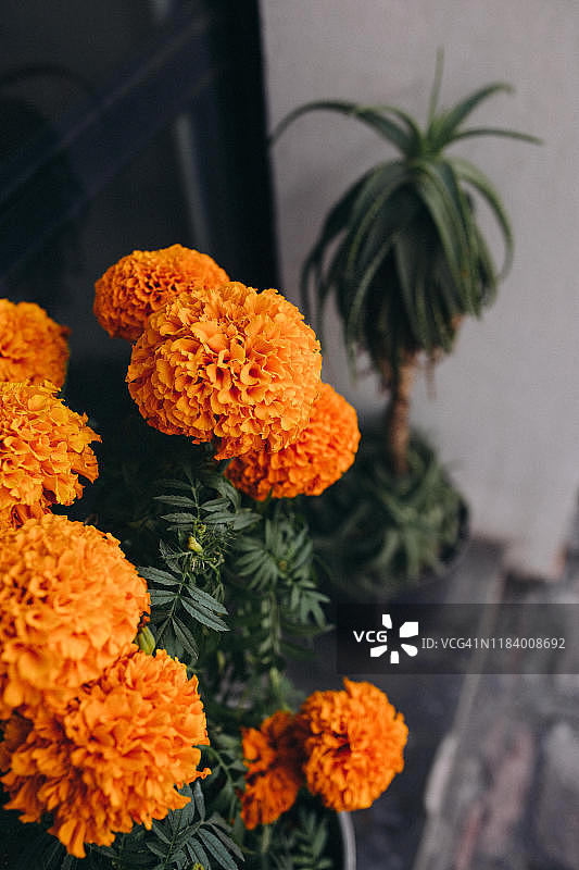 亡灵节使用的橙色万寿菊特写图片素材