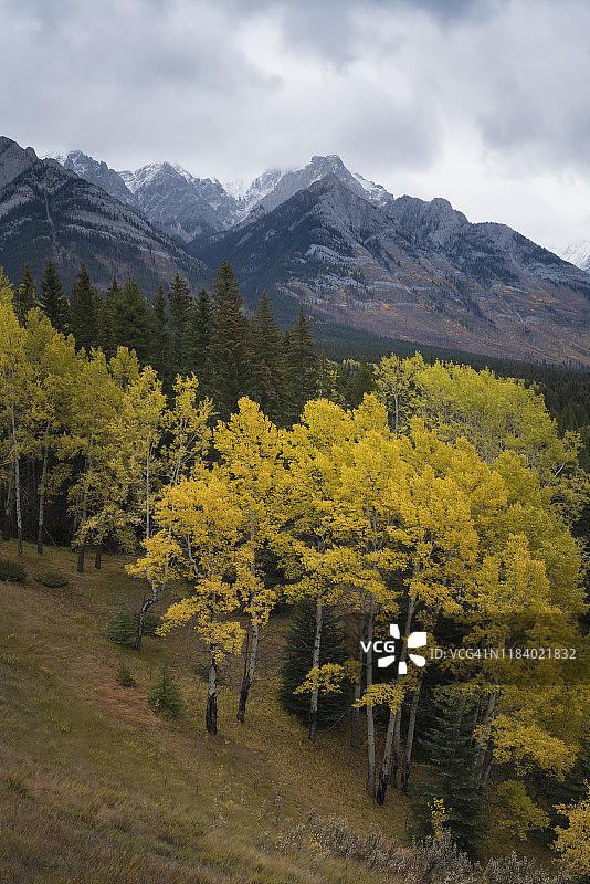 加拿大阿尔伯塔省班夫国家公园弓谷大道旁的颤抖白杨树图片素材