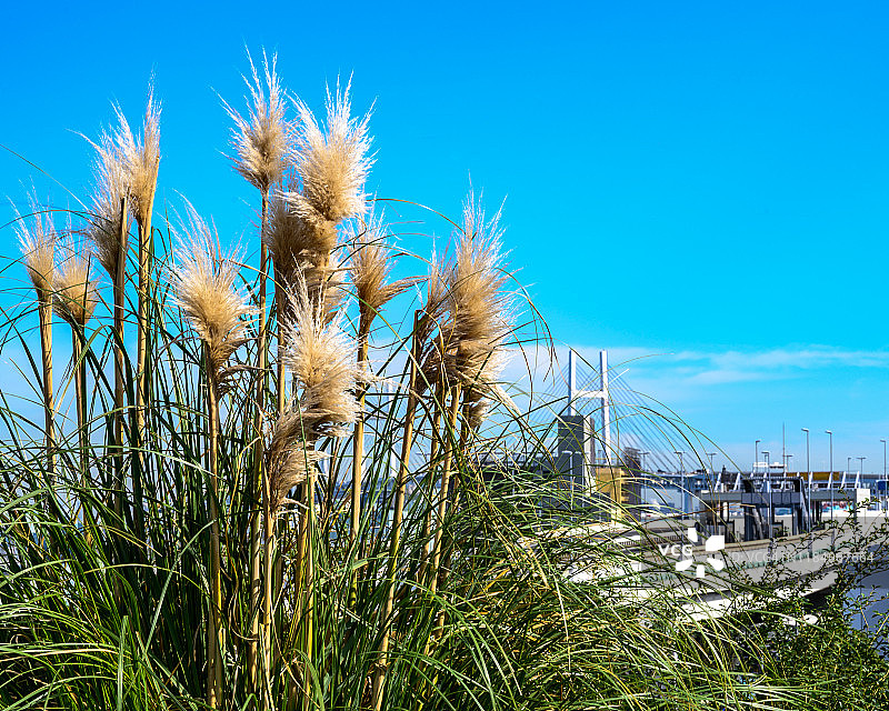 城市中的蒲苇图片素材