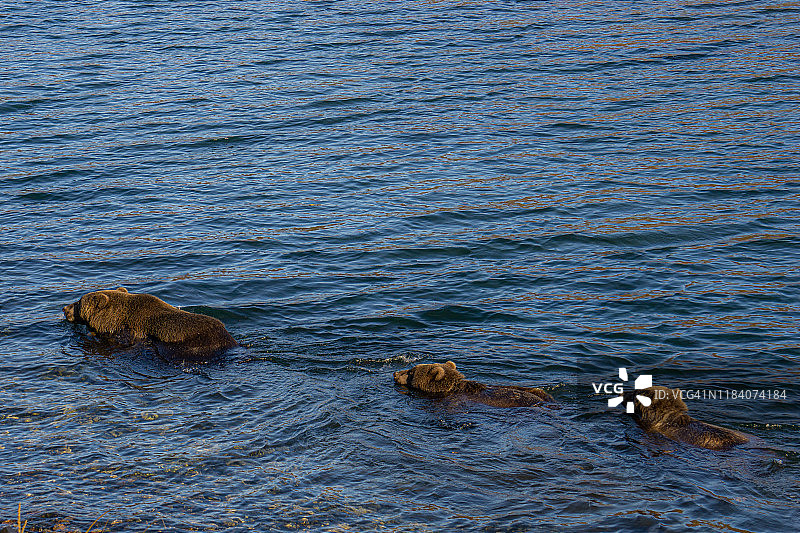 科迪亚克棕熊母熊和两只幼崽在岸边游泳图片素材