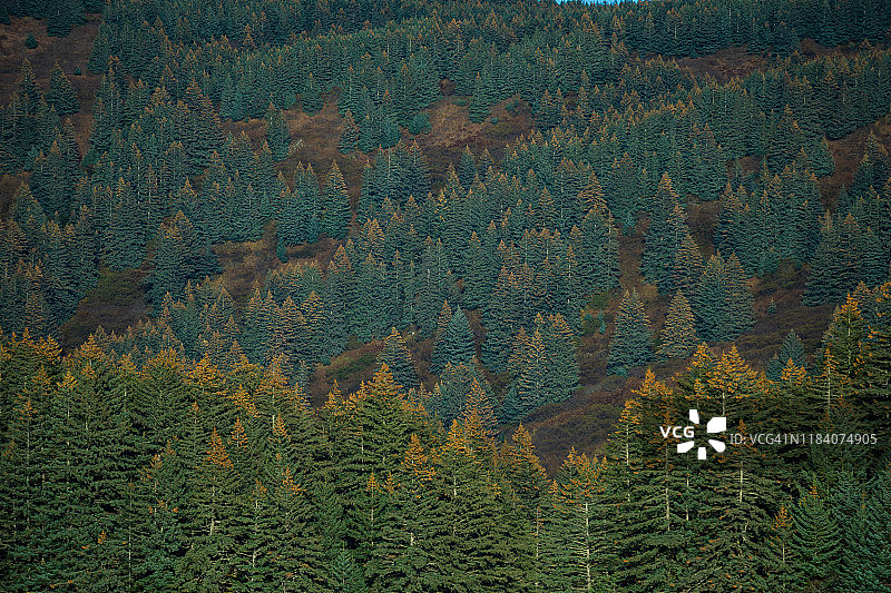 科迪亚克岛上的锡特卡云杉树图片素材