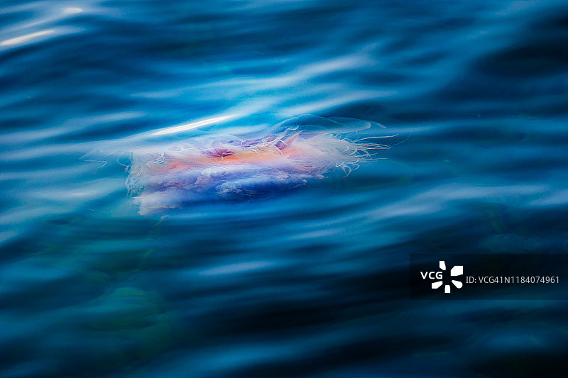 阿拉斯加科迪亚克附近的狮鬃水母图片素材