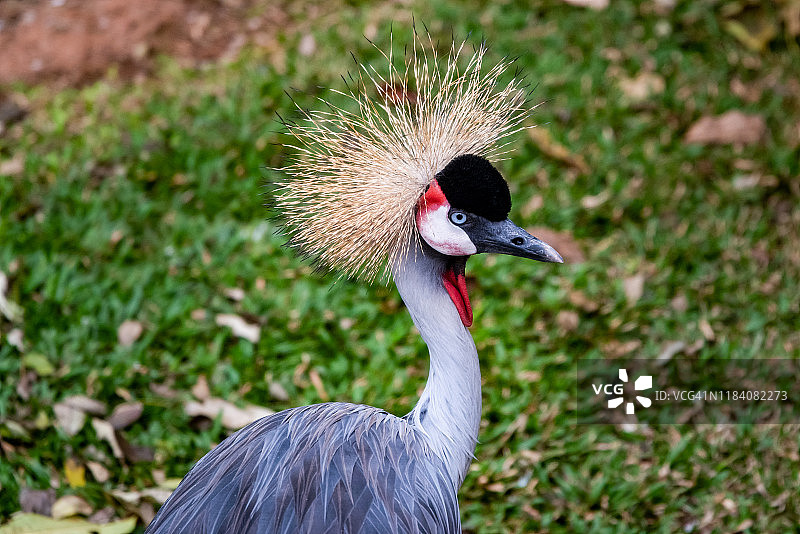 灰冕鹤图片素材