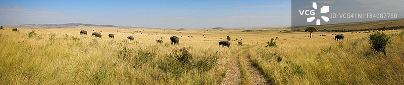 非洲稀树草原风光：大象与土路全景图片素材