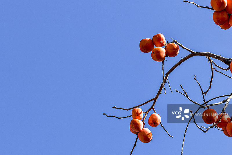 柿子树图片素材