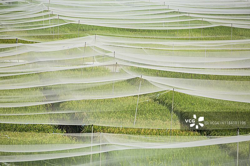 中国台湾，水原稻田顶角图图片素材