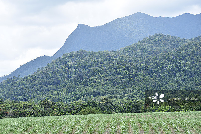 北昆士兰甘蔗田图片素材