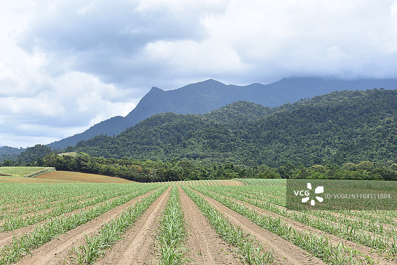 北昆士兰甘蔗田图片素材