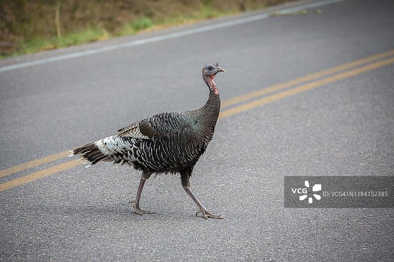 普通火鸡穿过马路，美国亚利桑那州图森市马德拉峡谷图片素材
