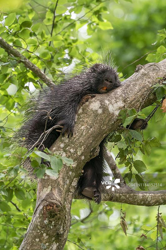 北美豪猪在树枝上睡觉，德国图片素材
