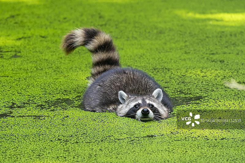 在德国池塘中游泳的浣熊（北美浣熊）图片素材