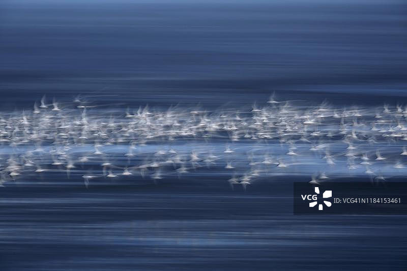 白嘴端凤头燕鸥 (Thalasseus sandvicensis)，黄昏，摇摄，抽象，下萨克森瓦登海国家公园，德国下萨克森州图片素材