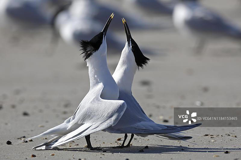白嘴端凤头燕鸥（Thalasseus sandvicensis），海滩上的求偶夫妇，求偶仪式，下萨克森瓦登海国家公园，德国下萨克森州图片素材