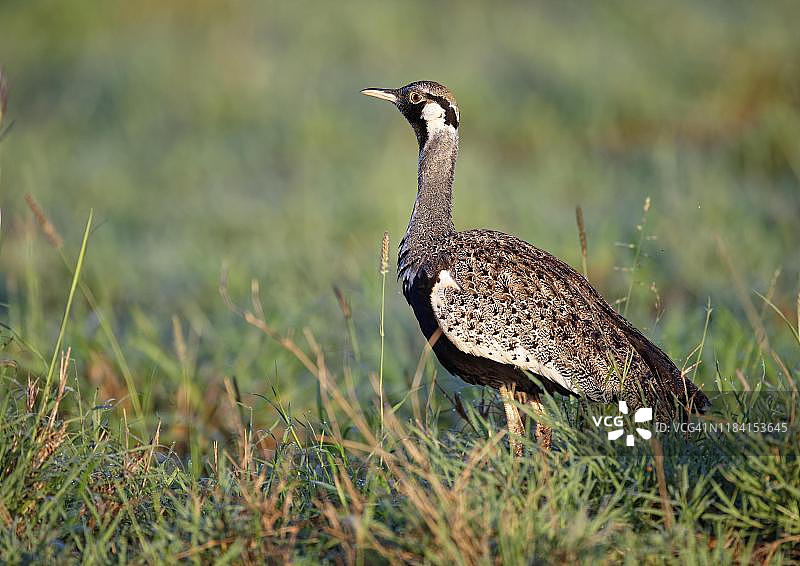 肯尼亚察沃国家公园内的黑腹鸨（雄性）求偶展示图片素材