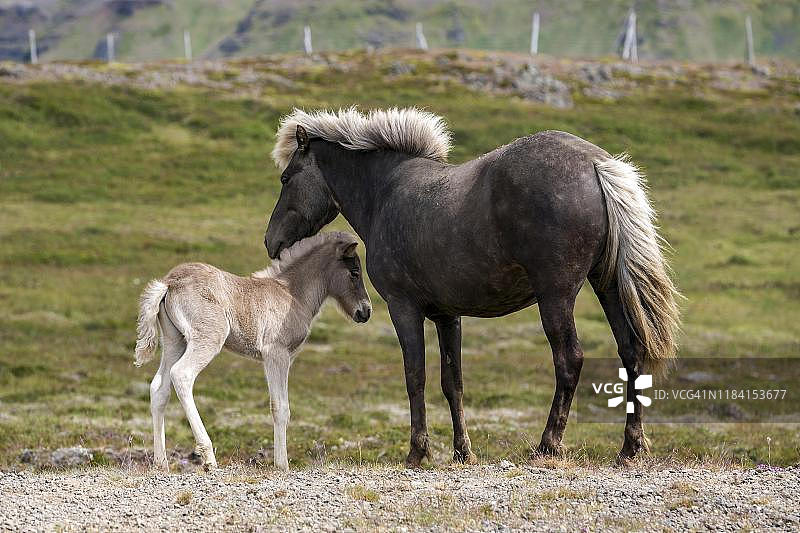 冰岛马（Equus islandicus），母马和小马驹在围场上图片素材