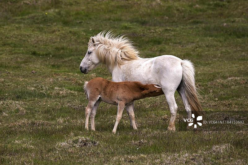 冰岛马（Equus islandicus），母马和小马驹在围场上图片素材