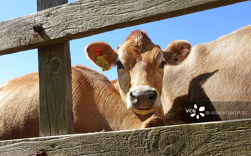 泽西奶牛看着大门图片素材
