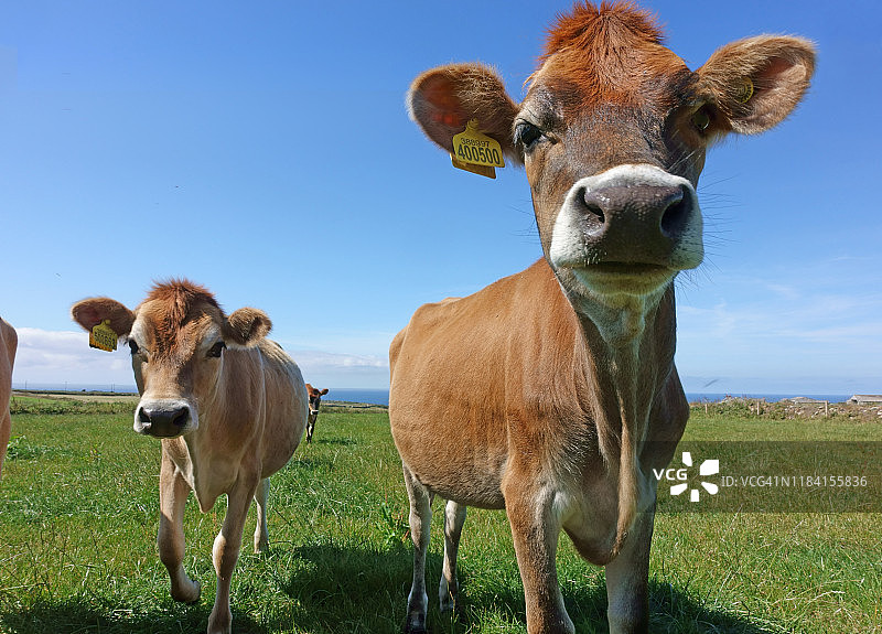 田野里的泽西奶牛图片素材